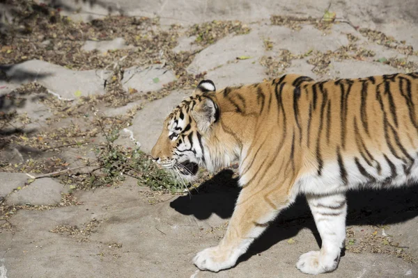 Gros plan d'un tigre du Bengale — Photo