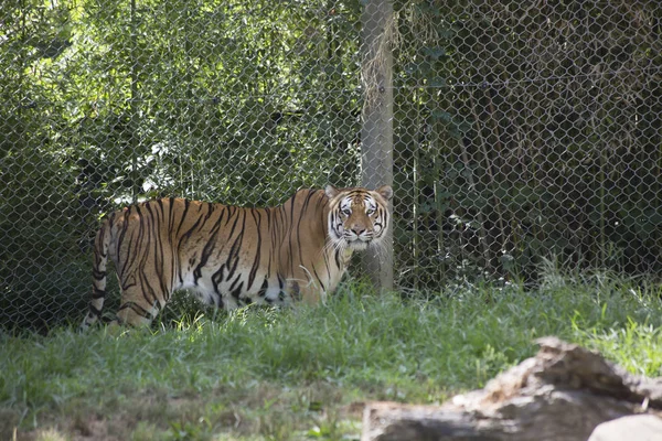 Dangerous Bengal Tiger — Stock Photo, Image