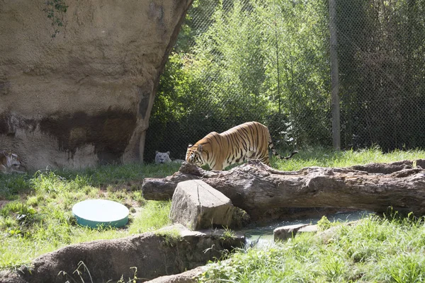 Bengal Tiger Pacing in the Distance — Stock Photo, Image