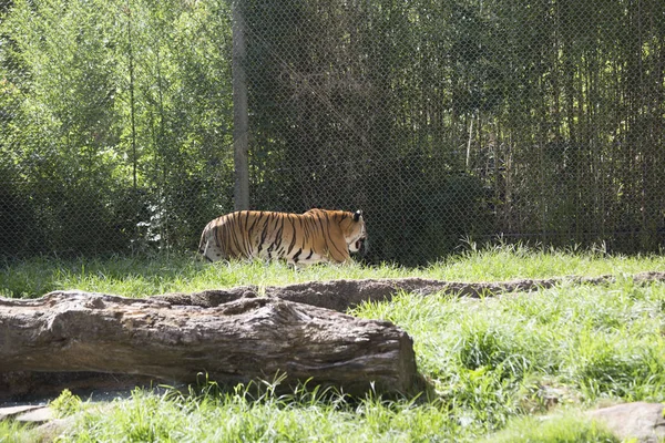 Bengal Tiger Pacing in the Distance — Stock Photo, Image