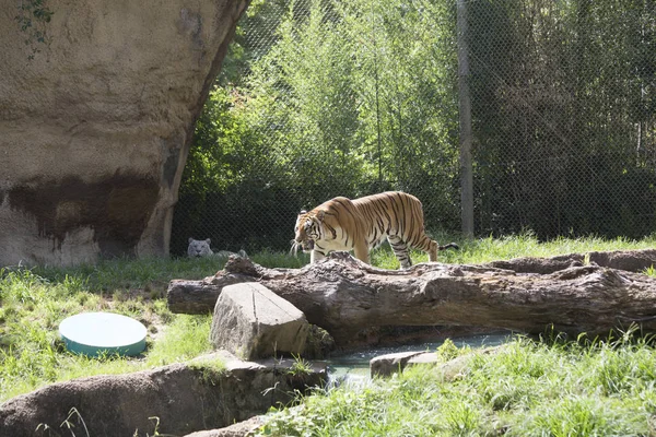 Tigre du Bengale au loin — Photo