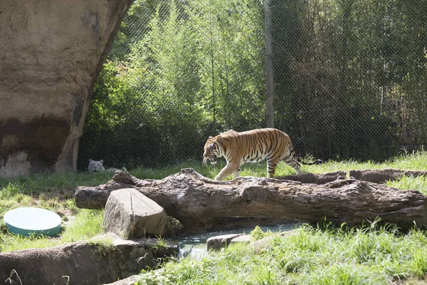 Tigre du Bengale au loin — Photo