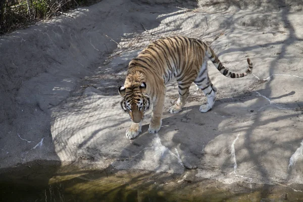 Gros plan d'un tigre du Bengale — Photo