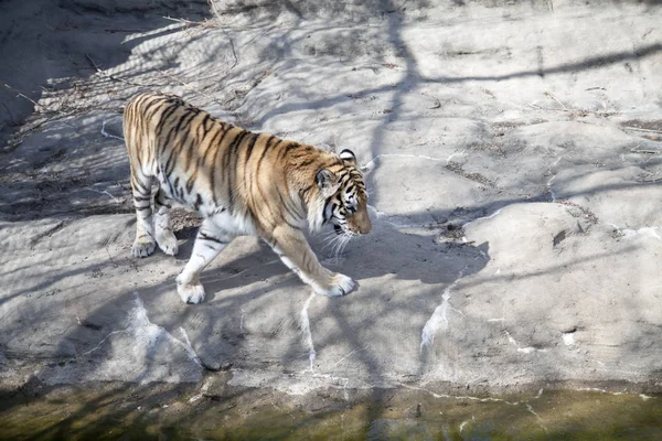 Gros plan d'un tigre du Bengale — Photo