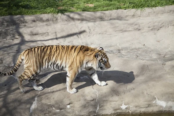 Gros plan d'un tigre du Bengale — Photo