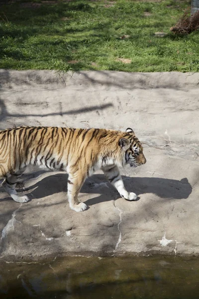 Gros plan d'un tigre du Bengale — Photo