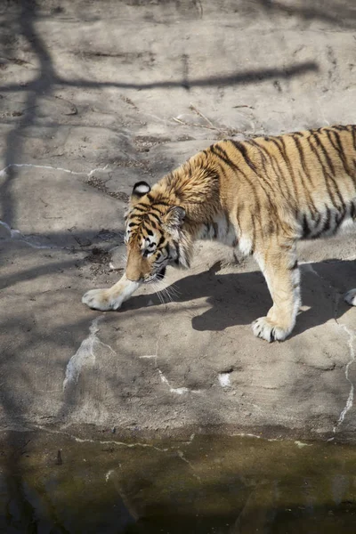 Gros plan d'un tigre du Bengale — Photo
