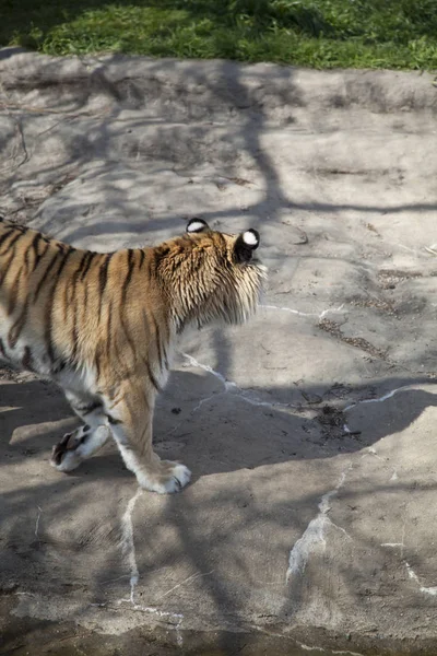 Close Up of a Bengal Tiger — Stock Photo, Image