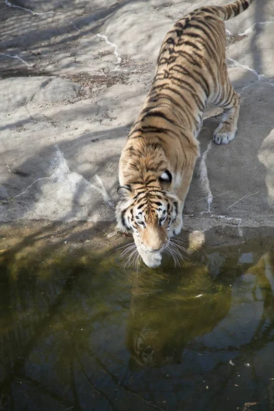 Close Up of a Bengal Tiger — Stock Photo, Image