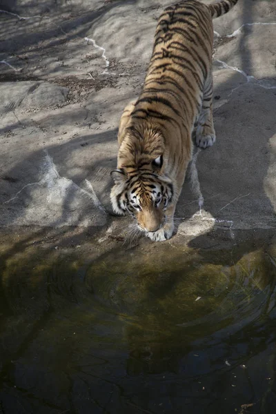 Close Up of a Bengal Tiger — Stock Photo, Image