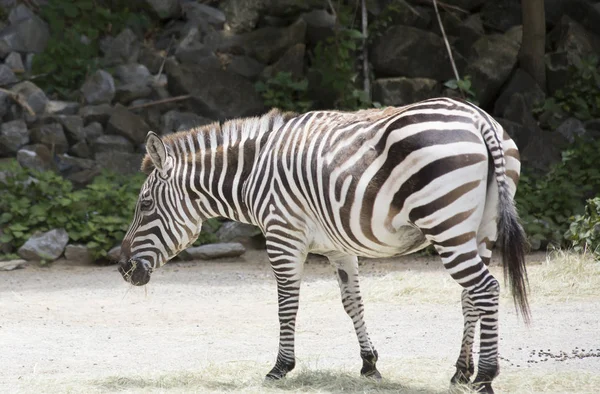 Крупный план зебры — стоковое фото