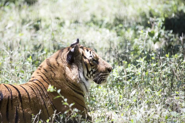 Gros plan d'un tigre — Photo