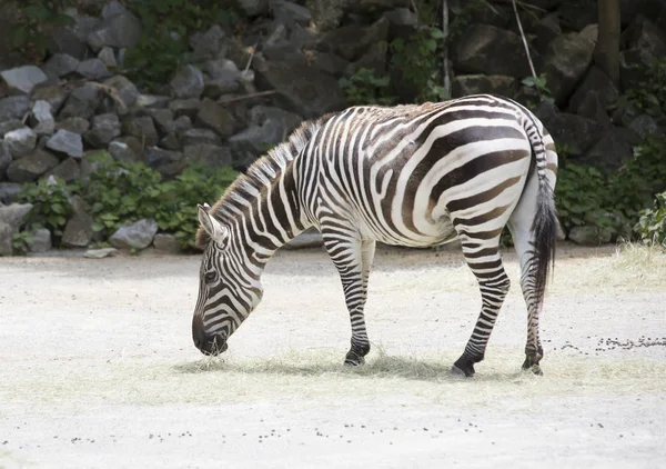 Крупный план зебры — стоковое фото