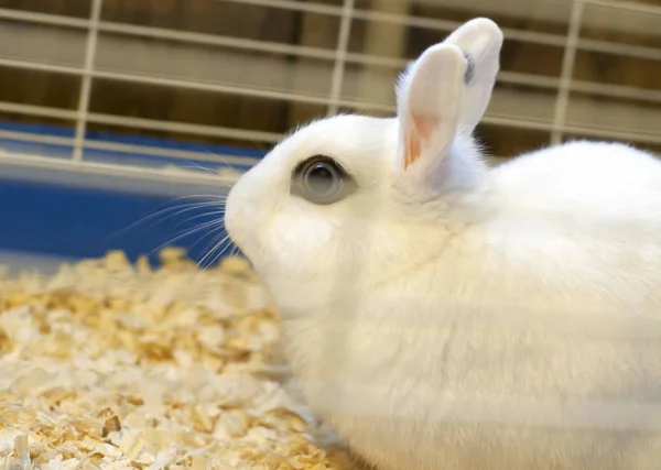 Biały królik w klatce Zdjęcie Stockowe