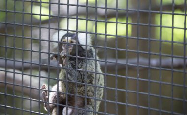 Ortak Marmoset (Callithrix jacchus) maymun