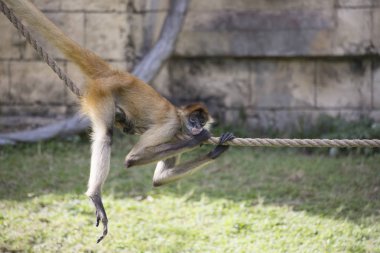 Geoffroy örümcek maymun