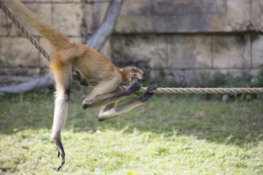 Geoffroy örümcek maymun