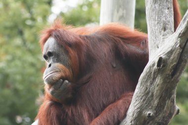 Orangutan (Pongo pygmaeus)