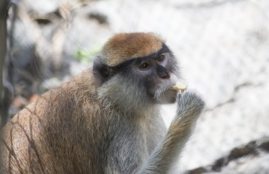 Patas maymunumla yakın çekim