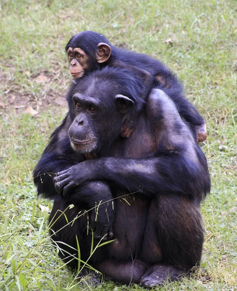 Close Up of Two Chimpanzees — Stock Photo, Image
