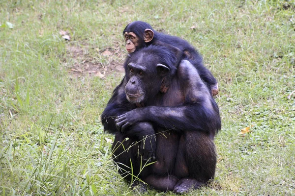 Chimpanzees in a Family — Stock Photo, Image