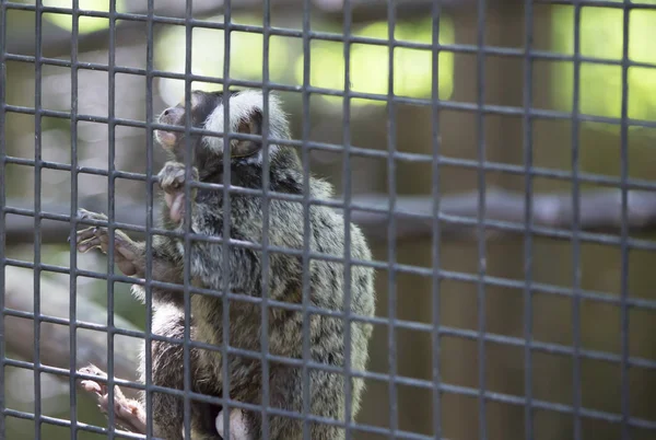 Ortak Marmoset (Callithrix jacchus) maymun