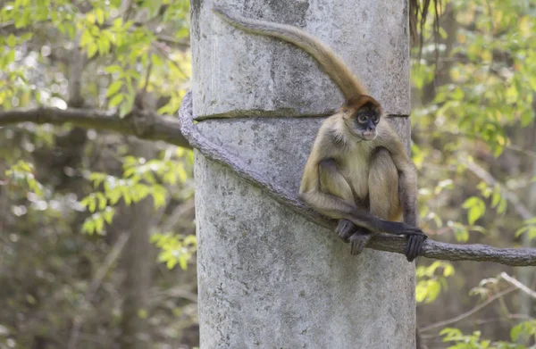 Macaco-aranha do Geoffroy — Fotografia de Stock