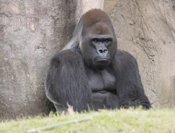 Western Lowland Gorilla — Stock Photo, Image