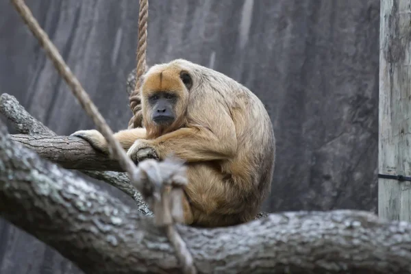 Mono aullador hembra —  Fotos de Stock