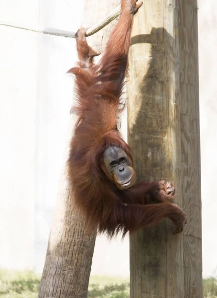 Gros plan d'un orang-outan — Photo