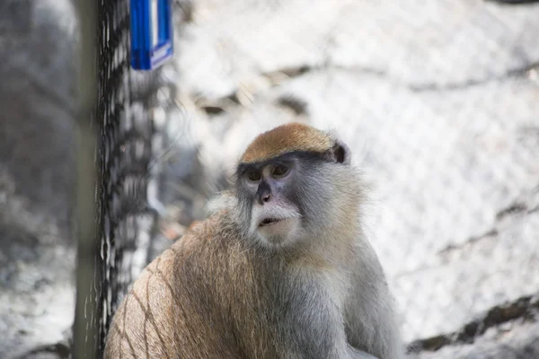 Primer plano de un mono Patas —  Fotos de Stock