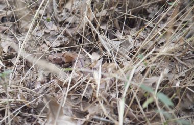 Kuru otların arasında gizli copperhead