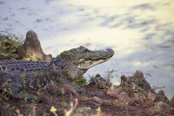 Alligator Resting on a Shore — Stock Photo, Image