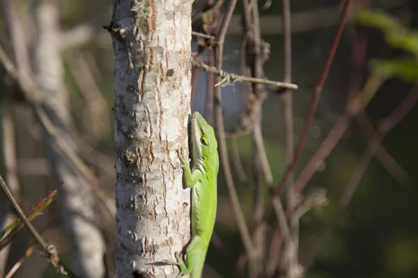 Groene Anolis klimmen van een boom — Stockfoto