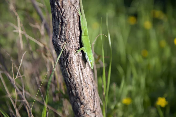 Yeşil Anole ağaca tırmanma — Stok fotoğraf