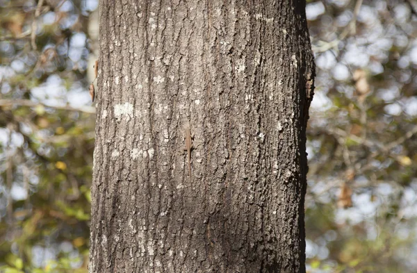 Green Anole Climbing a Tree — Stock Photo, Image