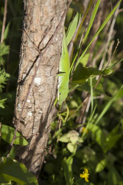 Groene Anolis klimmen van een boom — Stockfoto