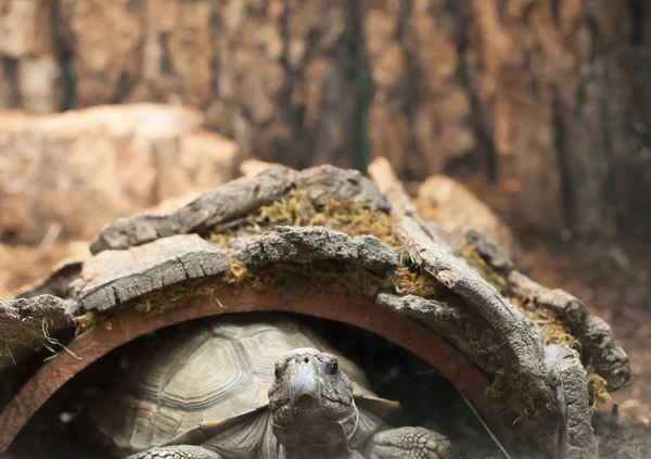 Närbild av en sköldpadda — Stockfoto