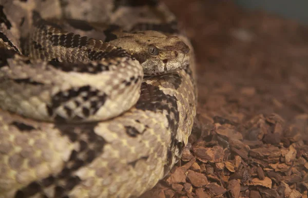 Close Up van een Canebrake-ratelslang — Stockfoto