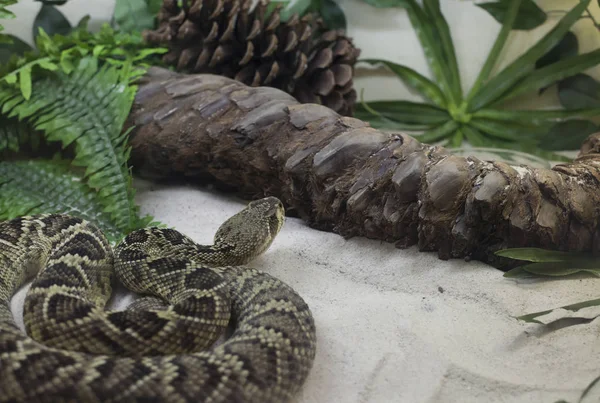 Zachodniej diamondback Grzechotnik Obrazy Stockowe bez tantiem