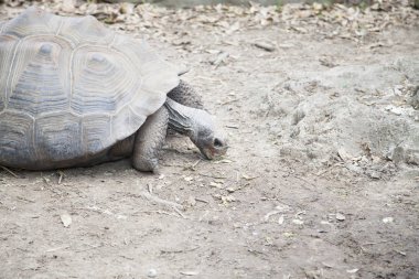 Yemek için otlatma kaplumbağa