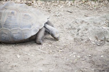 Yemek için otlatma kaplumbağa