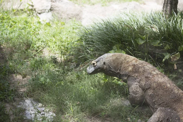 Zbliżenie się smoka komodo — Zdjęcie stockowe