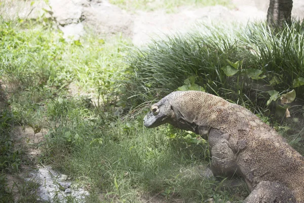 Close-up van een komodovaraan — Stockfoto