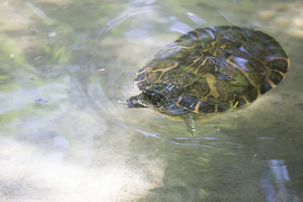 Flussschildkröte — Stockfoto