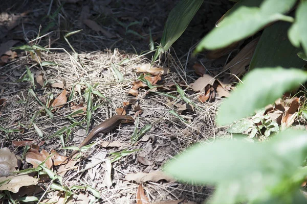 Skink de cabeça larga — Fotografia de Stock