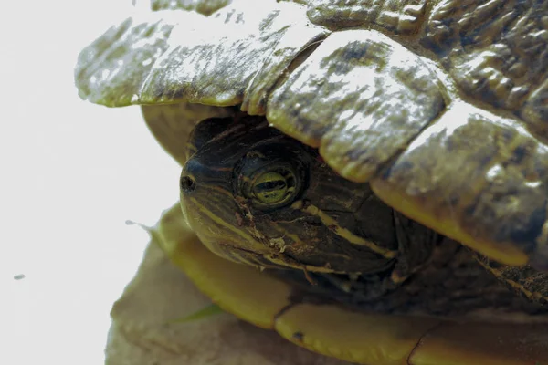 Red-Eared vijver Slider — Stockfoto