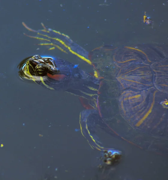 Червона болотна Червоновуха черепаха звичайна — стокове фото