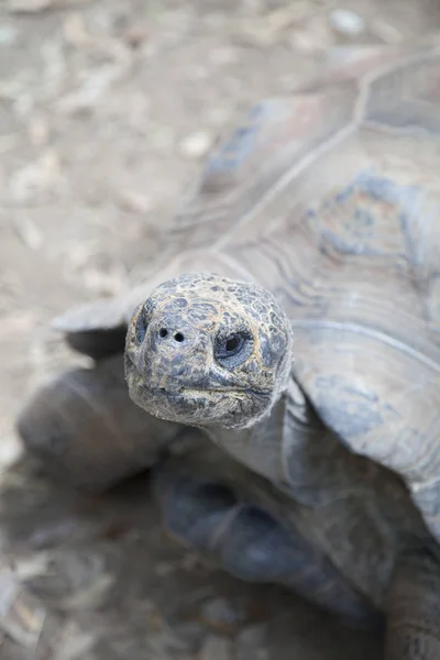 Tortuga mirando hacia arriba — Foto de Stock