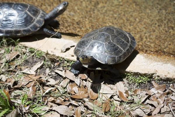 Tortuga Amazónica Manchada Amarilla — Foto de Stock